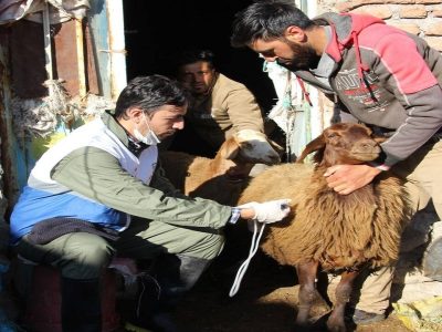 مایه‌کوبی رایگان تب برفکی دام در استان اردبیل آغاز شد