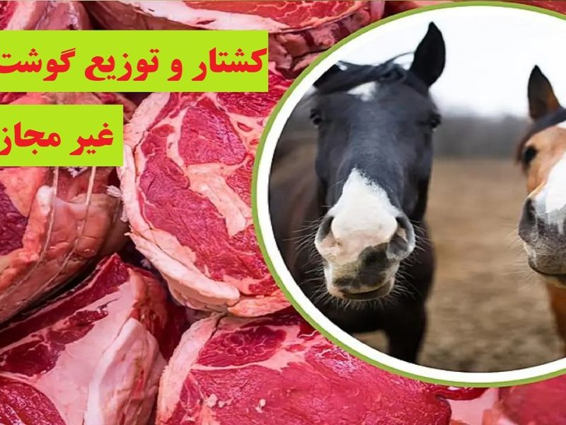 کشتار و توزیع گوشت اسب غیرمجاز است